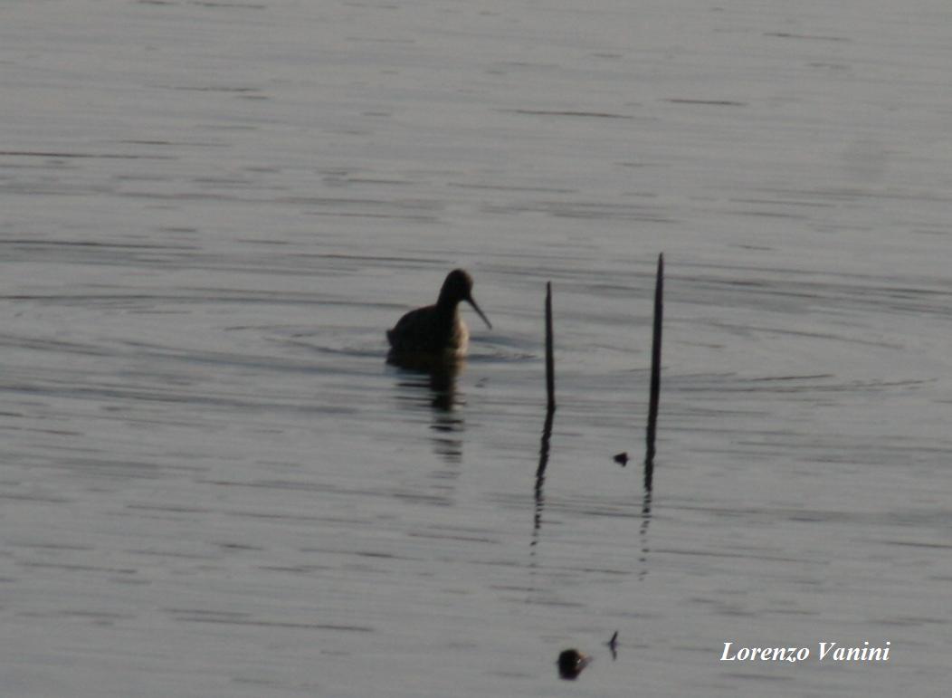 Identificazione limicoli