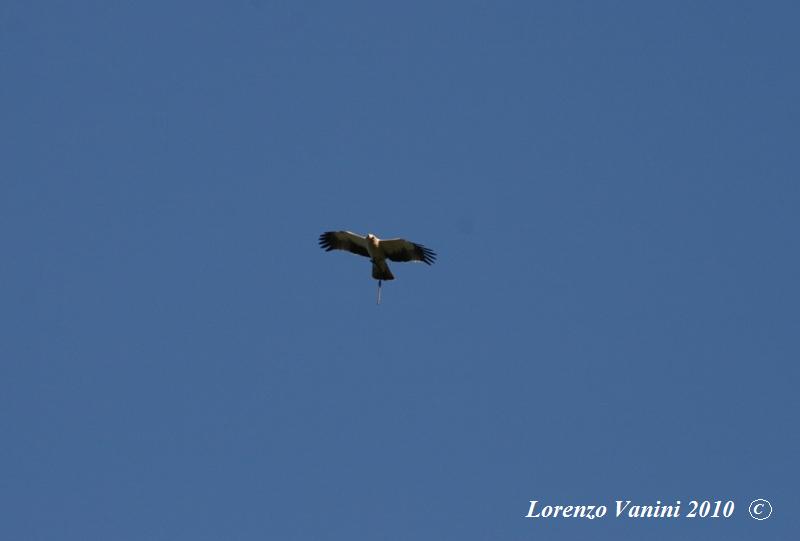 Aguila Calzada
