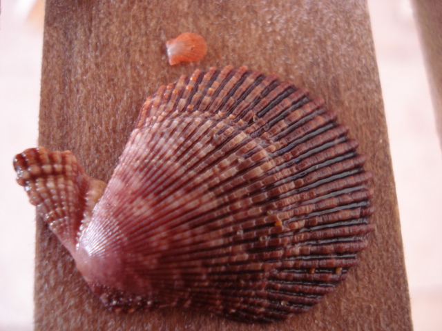 pecten da catalogare