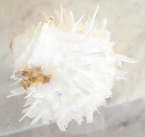 Spondylus spinosus