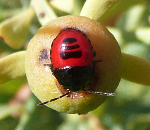 Rosso scintillante e righe nere [Cydnidae: Canthophorus sp.]