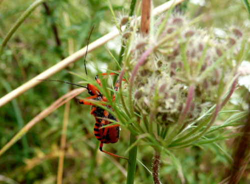 Rhynocoris e Sphedanolestes italiani (Het., Reduviidae)