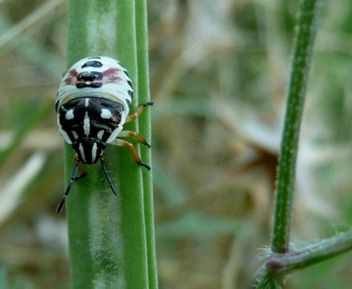 azzardo si tratti una creaturella, del tipo heteroptera.