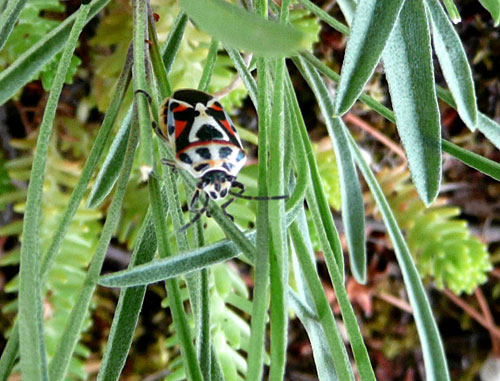 Eurydema ventralis (Heteroptera, Pentatomidae)