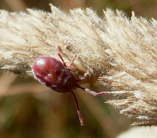 qualcosa di molto piccolo, rosa intenso: Acaro