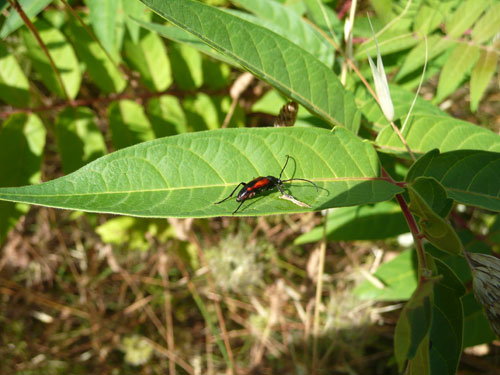 Stenurella bifasciata della Valle di Comino (FR)