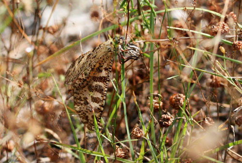 Palpares libelluloides nella Valle di Comino