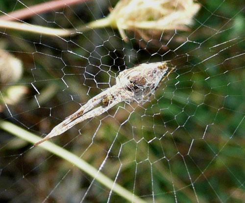 Uloborus plumipes