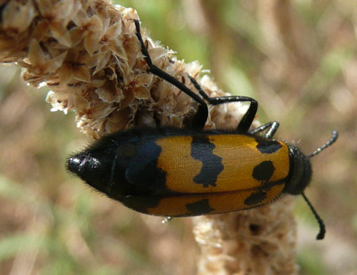 giallo e nero a Bagno Vignoni