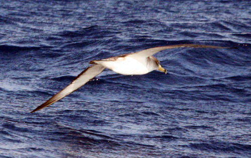 sul mare Egeo, Dodecaneso, agosto.