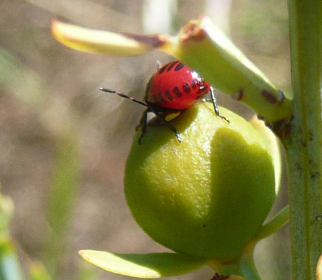 Rosso scintillante e righe nere [Cydnidae: Canthophorus sp.]