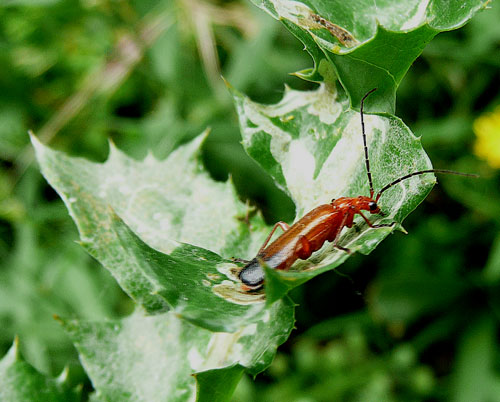 chi ? Rhagonycha fulva