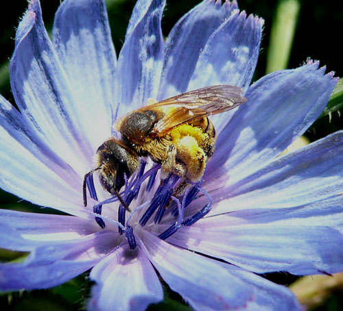 Femmina di Halictus sp.