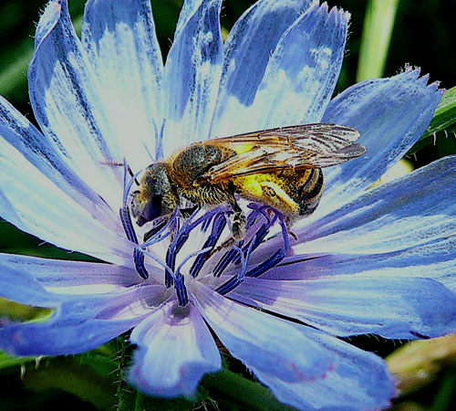 Femmina di Halictus sp.