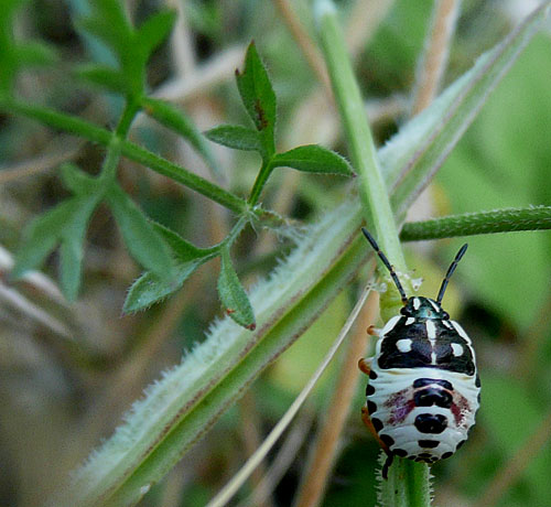 azzardo si tratti una creaturella, del tipo heteroptera.