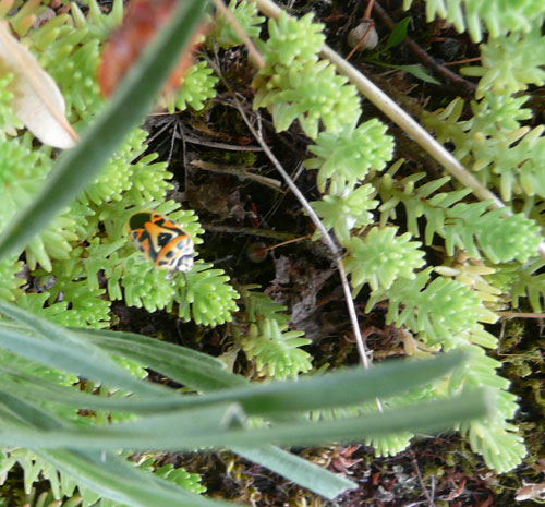 Eurydema ventralis (Heteroptera, Pentatomidae)