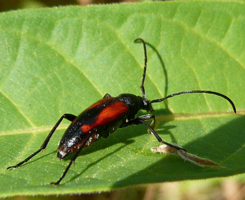 Stenurella bifasciata della Valle di Comino (FR)