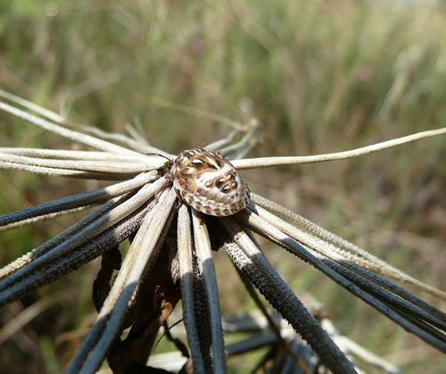 ninfa o neanide di carpocoris, suppongo (Odontotarsus sp).