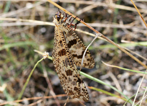 Palpares libelluloides nella Valle di Comino