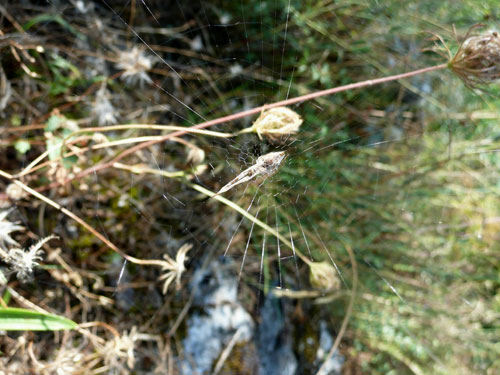 Uloborus plumipes