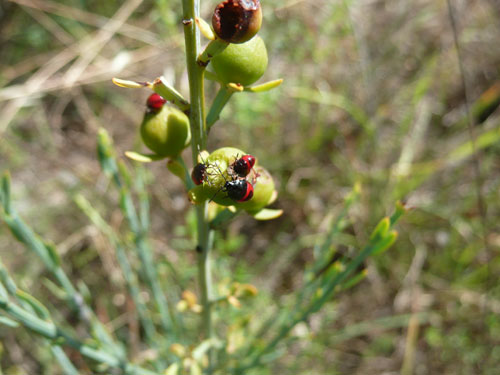Rosso scintillante e righe nere [Cydnidae: Canthophorus sp.]