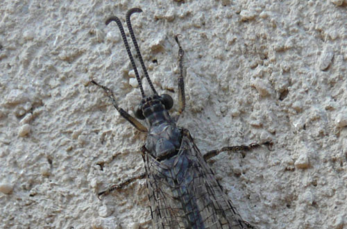 Distoleon tetragrammicus (Myrmeleontidae)