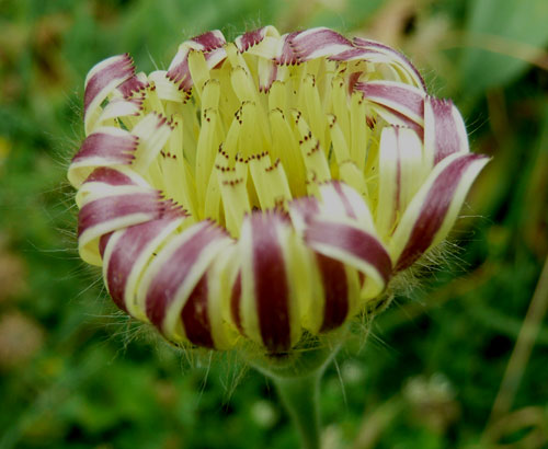 Urospermum dalechampii