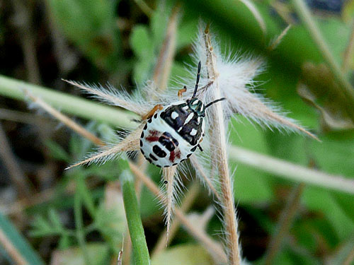 azzardo si tratti una creaturella, del tipo heteroptera.