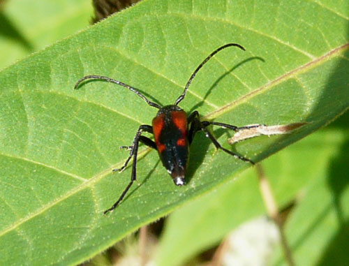 Stenurella bifasciata della Valle di Comino (FR)