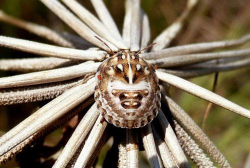 ninfa o neanide di carpocoris, suppongo (Odontotarsus sp).