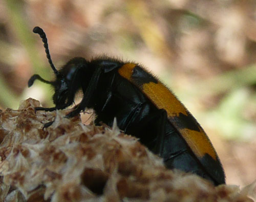 giallo e nero a Bagno Vignoni