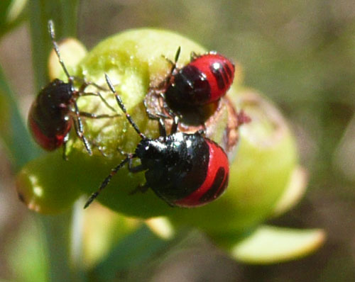 Rosso scintillante e righe nere [Cydnidae: Canthophorus sp.]