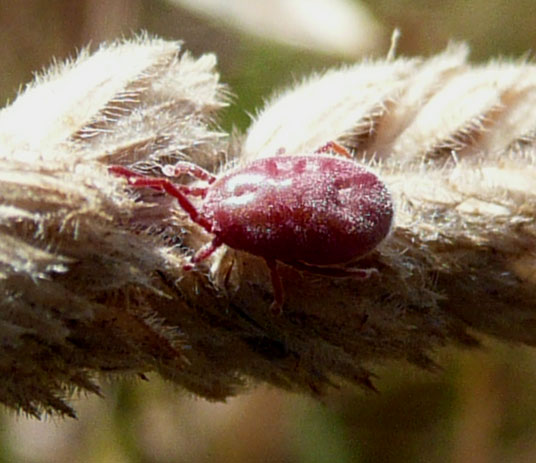qualcosa di molto piccolo, rosa intenso: Acaro