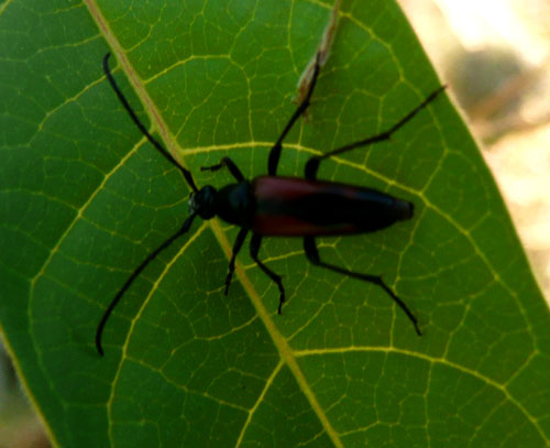 Stenurella bifasciata della Valle di Comino (FR)