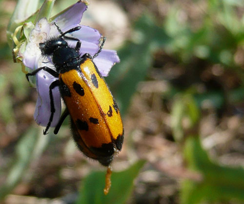 giallo e nero a Bagno Vignoni