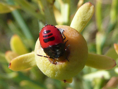 Rosso scintillante e righe nere [Cydnidae: Canthophorus sp.]