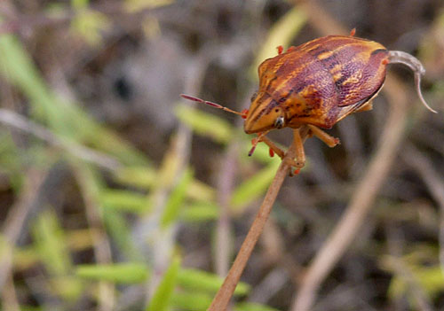 Odontotarsus purpureolineatus