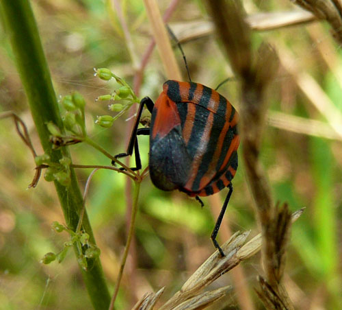 graphosoma lineatum disordinato.