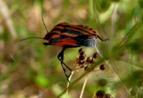 graphosoma lineatum disordinato.