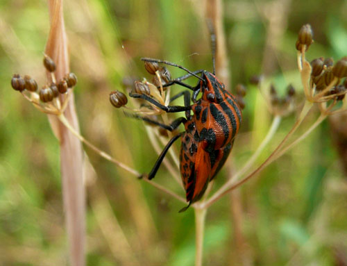 graphosoma lineatum disordinato.