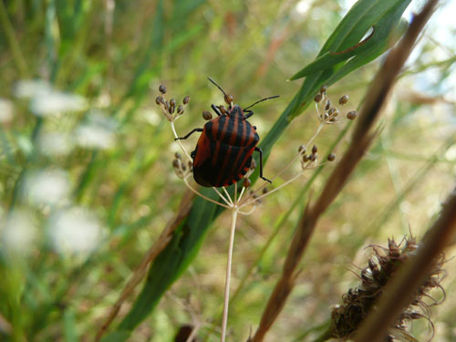 graphosoma lineatum disordinato.