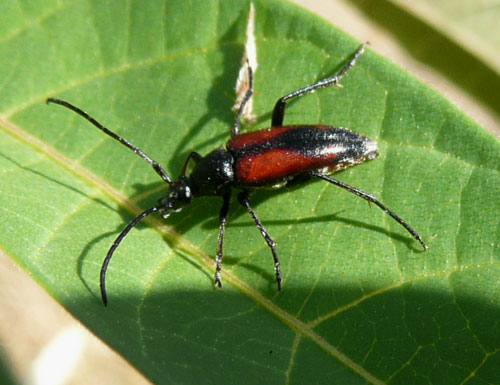 Stenurella bifasciata della Valle di Comino (FR)