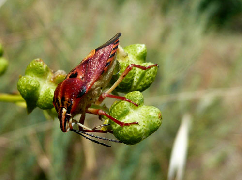 Codophila della Valle di Comino.