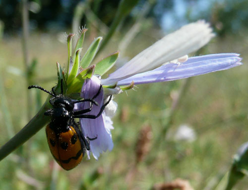 giallo e nero a Bagno Vignoni