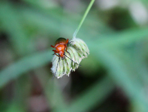 chi è? Rhagonycha fulva