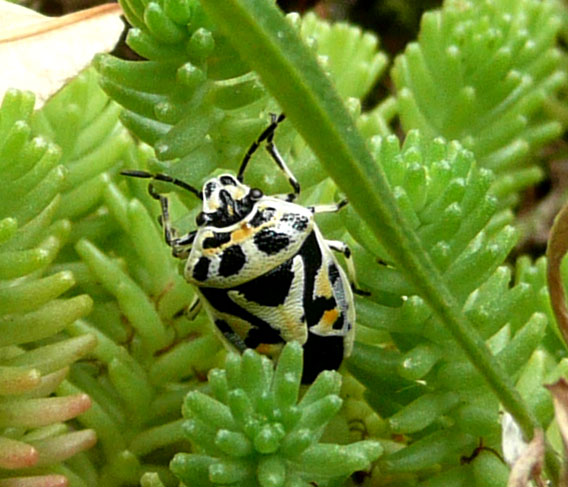 Eurydema ventralis (Heteroptera, Pentatomidae)