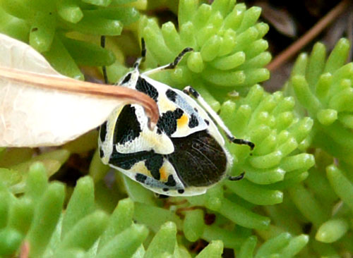 Eurydema ventralis (Heteroptera, Pentatomidae)