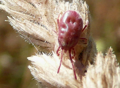 qualcosa di molto piccolo, rosa intenso: Acaro