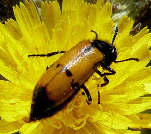 giallo e nero a Bagno Vignoni