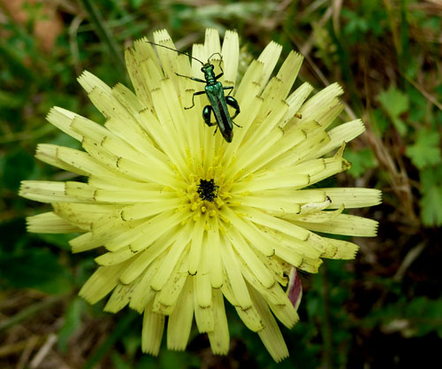 Urospermum dalechampii